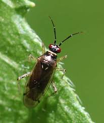 Attēlu rezultāti vaicājumam “Dicyphus sp.”