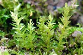 Attēlu rezultāti vaicājumam “Brachythecium salebrosum sporophyte”