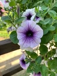 Image result for Petunia