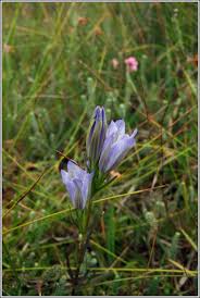 Attēlu rezultāti vaicājumam “Gentiana pneumonanthe”