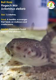 Image result for Scyliorhinus stellaris