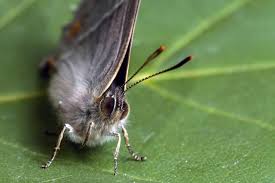 Attēlu rezultāti vaicājumam “Favonius quercus”