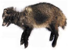 Attēlu rezultāti vaicājumam “Nyctereutes procyonoides”