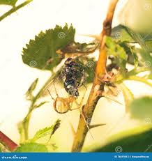 Attēlu rezultāti vaicājumam “Phylloneta cocoon”