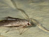 Attēlu rezultāti vaicājumam “Parapoynx stratiotata”