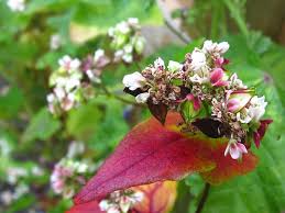Attēlu rezultāti vaicājumam “Fagopyrum esculentum fruit”