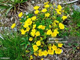 Attēlu rezultāti vaicājumam “Potentilla reptans flower”