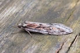 Attēlu rezultāti vaicājumam “Semioscopis avellanella imago”