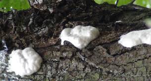 Attēlu rezultāti vaicājumam “Reticularia lycoperdon”