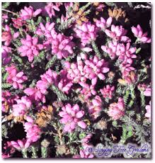 Attēlu rezultāti vaicājumam “Erica tetralix flower”