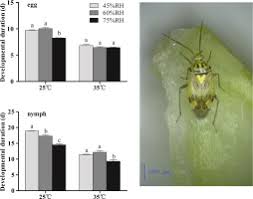 Attēlu rezultāti vaicājumam “Lygus pratensis nymph”