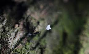 Attēlu rezultāti vaicājumam “Chrysopidae eggs”