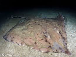 Image result for Rostroraja alba