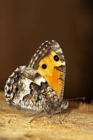 Attēlu rezultāti vaicājumam “Hipparchia semele”