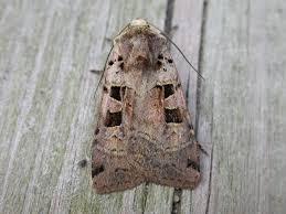 Attēlu rezultāti vaicājumam “Xestia triangulum”