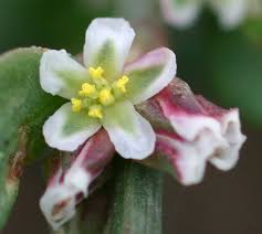 Attēlu rezultāti vaicājumam “Polygonum arenastrum flower”