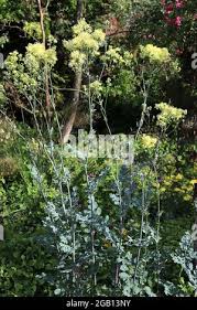 Attēlu rezultāti vaicājumam “Thalictrum flavum leaf”