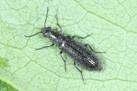 Attēlu rezultāti vaicājumam “Dasytes caeruleus imago”