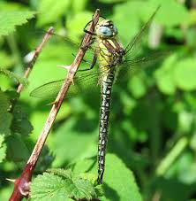 Attēlu rezultāti vaicājumam “Brachytron pratense”