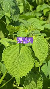 Image result for 깱깲깳깴깵깶깷깺깾깿꺀꺁꺂꺃꺆꺇꺈꺉꺊꺋꺍꺎꺏꺐