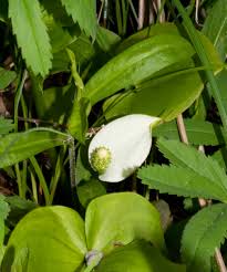 Attēlu rezultāti vaicājumam “Calla palustris flower”