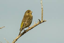 Attēlu rezultāti vaicājumam “Chloris chloris”