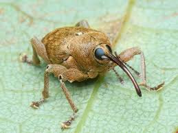 Attēlu rezultāti vaicājumam “Curculio venosus”