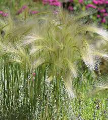 Attēlu rezultāti vaicājumam “Hordeum jubatum”