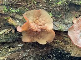 Attēlu rezultāti vaicājumam “Peziza varia”