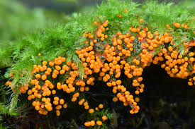 Attēlu rezultāti vaicājumam “Physarum rubiginosum macro”