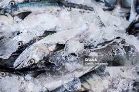 Image result for Scomberomorus cavalla