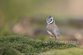 Attēlu rezultāti vaicājumam “Lophophanes cristatus”