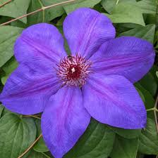 Attēlu rezultāti vaicājumam “Clematis flower”