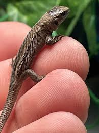 Attēlu rezultāti vaicājumam “Lacerta agilis female”