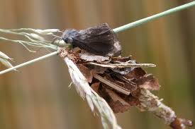 Attēlu rezultāti vaicājumam “Canephora hirsuta”