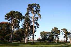 Image result for Belton Park Golf Club
