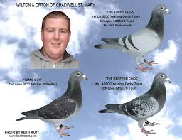 Image result for Abbeyton & Broomfield Racing Pigeons