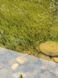 Attēlu rezultāti vaicājumam “Chara contraria”