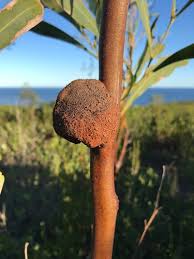 Attēlu rezultāti vaicājumam “Tranzschelia anemones”