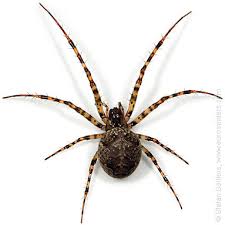 Attēlu rezultāti vaicājumam “Metellina merianae”