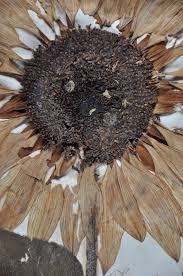 Attēlu rezultāti vaicājumam “Helianthus annuus fruit”