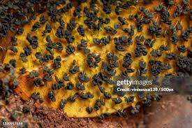 Attēlu rezultāti vaicājumam “Physarum murinum spores”