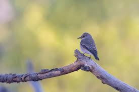 Attēlu rezultāti vaicājumam “Muscicapa striata”