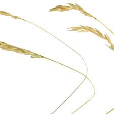 Attēlu rezultāti vaicājumam “Danthonia decumbens fruit”