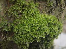 Attēlu rezultāti vaicājumam “Syntrichia latifolia”