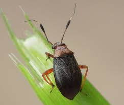 Attēlu rezultāti vaicājumam “Capsus ater”