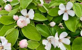 Attēlu rezultāti vaicājumam “Cydonia oblonga flower”