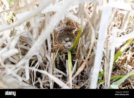 Attēlu rezultāti vaicājumam “Emberiza schoeniclus nest”
