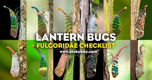 Attēlu rezultāti vaicājumam “Fuligo licentii macro”