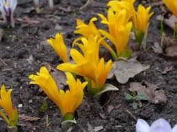 Attēlu rezultāti vaicājumam “Colchicum szovitsii subsp. szovitsii”